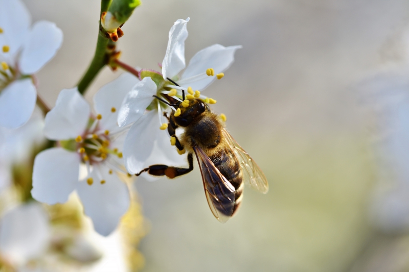 jardinerie-LE MUY-min_bee-4092986